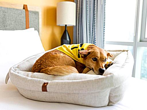 Pet Friendly Hotels: Must Have Facilities