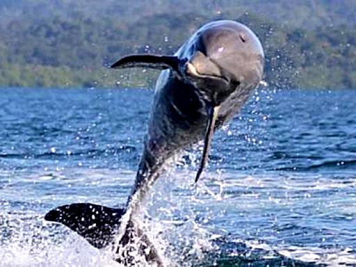 Dolphin Bay Hideaway