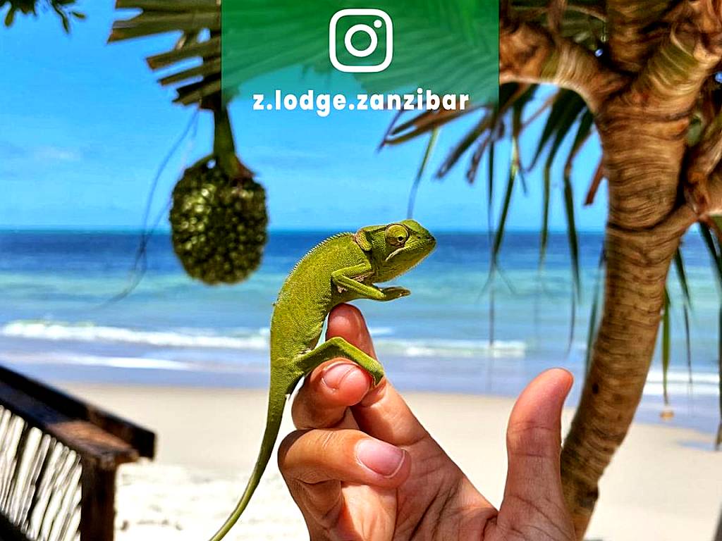 Z-Lodge Zanzibar